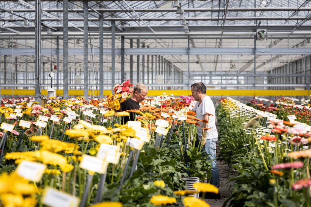 Colleague in the spotlight: Scabiosa & Gerbera breeder Gerben