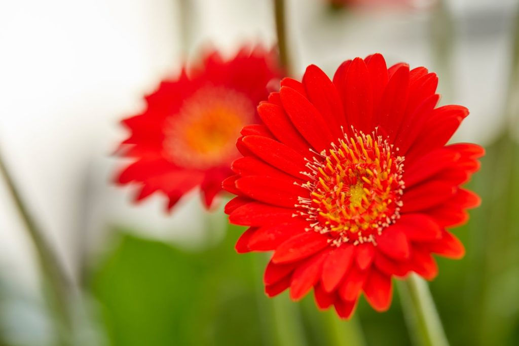 Greenhouse Grower_How to grow your own liners with Garvinea Garden Gerberas_HilverdaFlorist