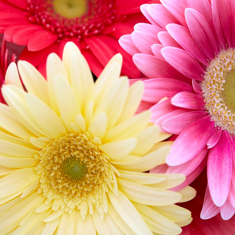 HilverdaFlorist - Gerbera - Standard 05