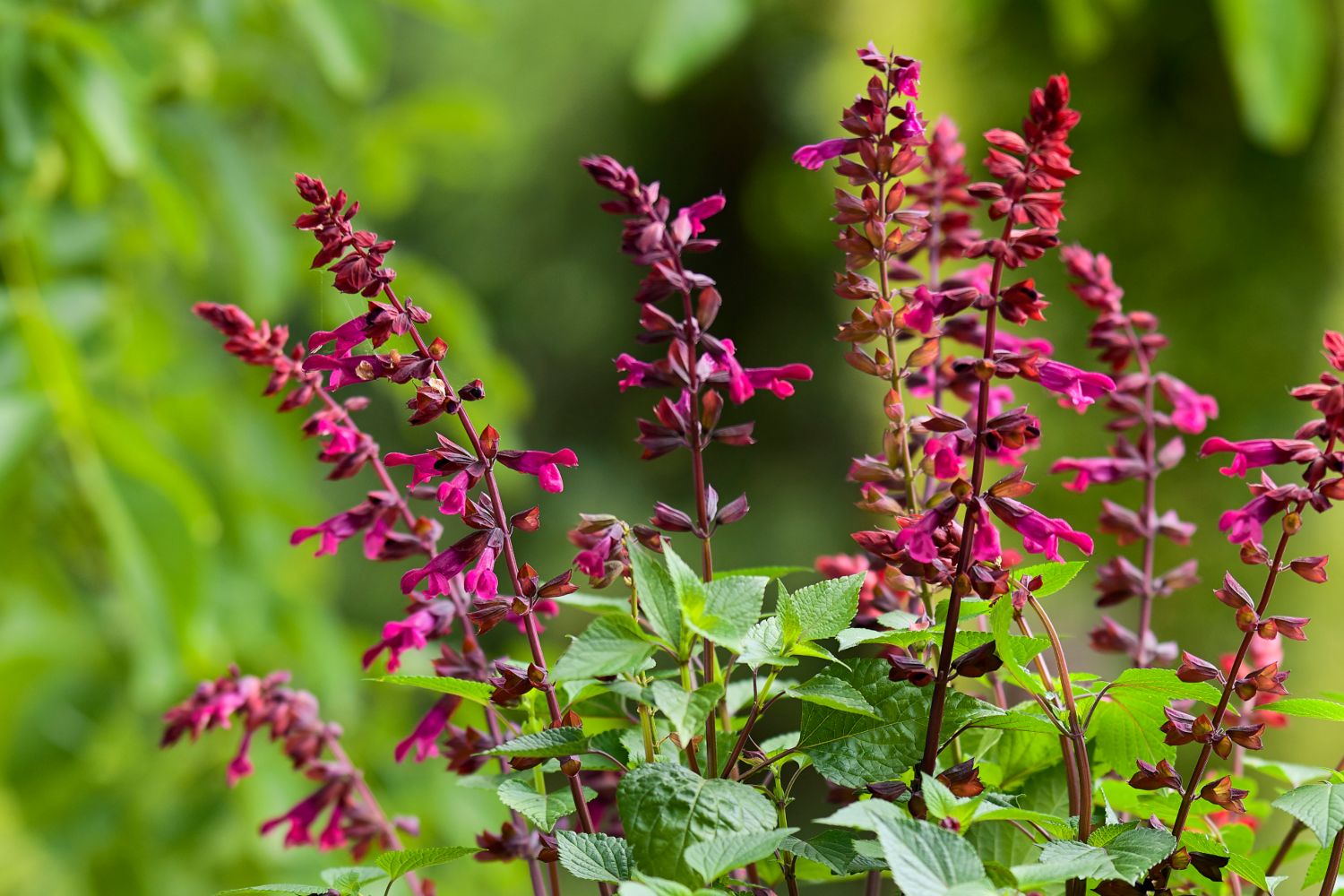 HilverdaFlorist-Salvia Salgoon-Strawberry Lake