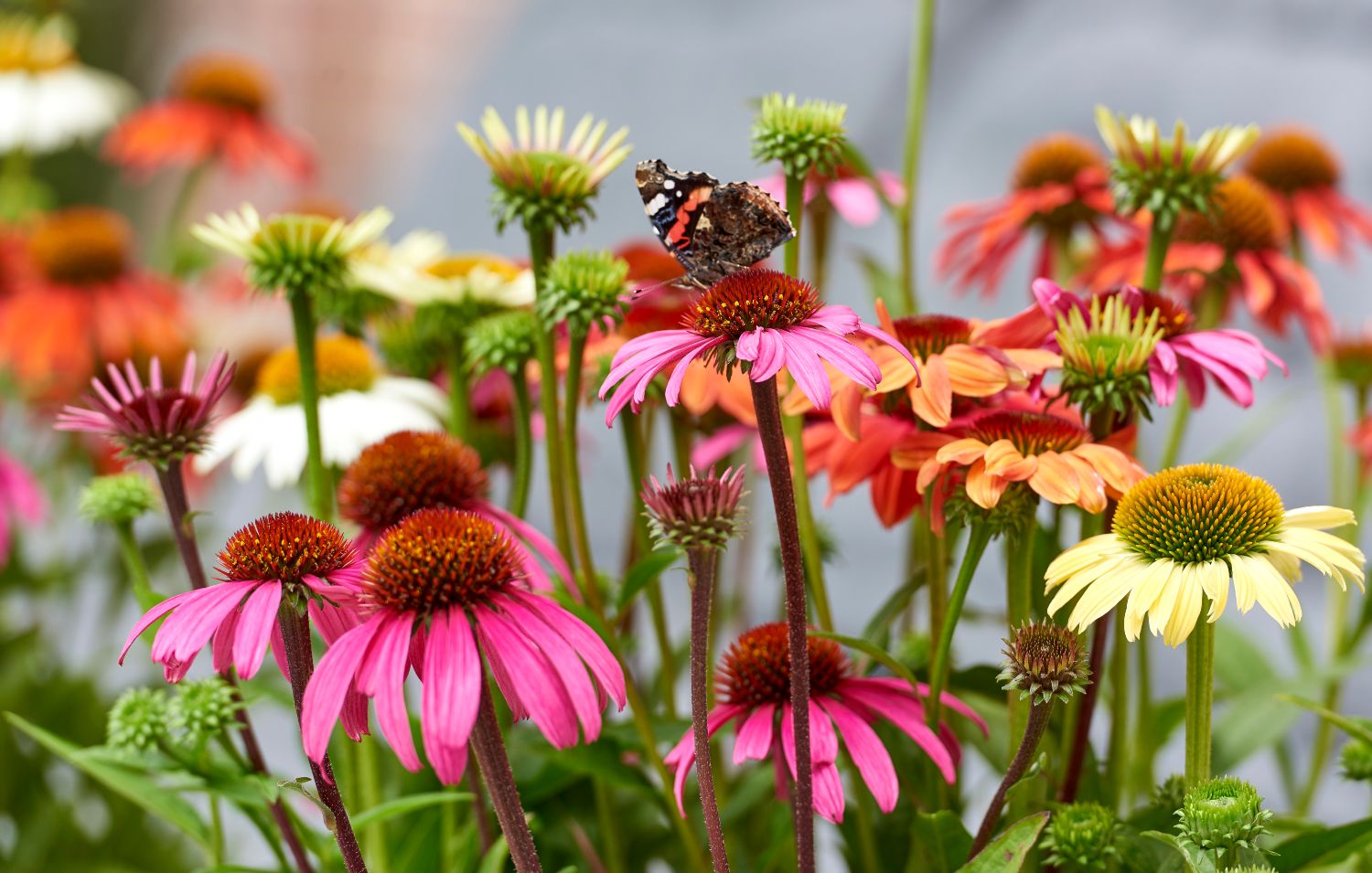 HilverdaFlorist_Echinacea_Mooodz013