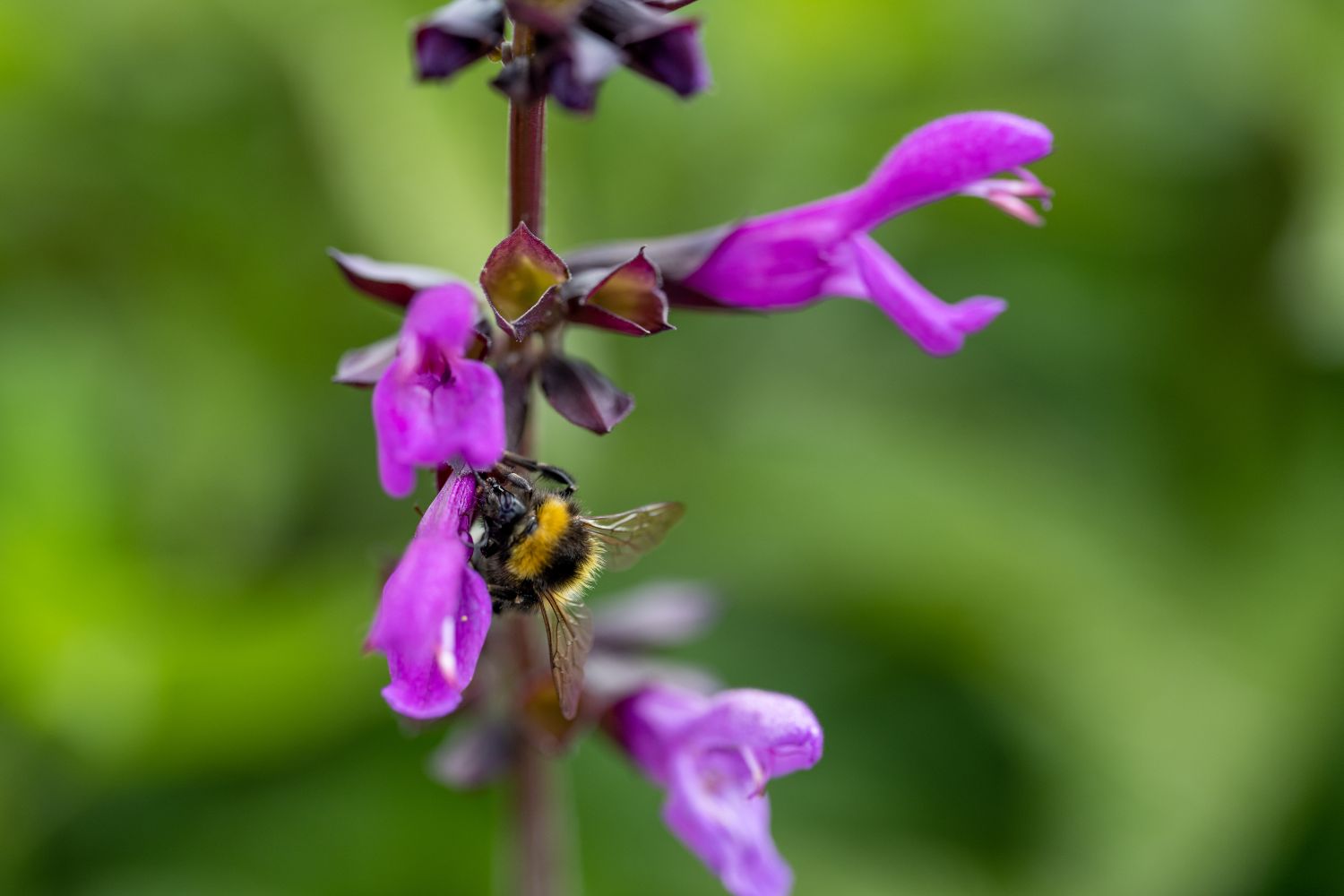 Salvia Salgoon bee