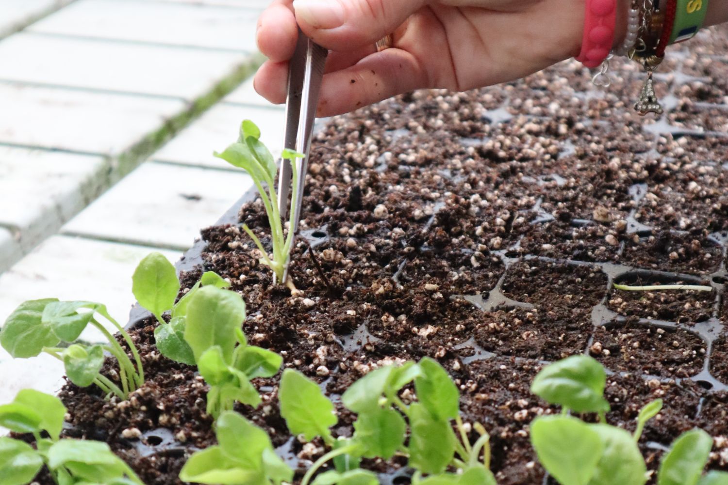 Transplanting Garvinea stage 3 into trays