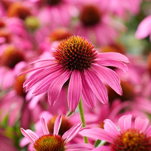 Echinacea MOOODZ® Imagination