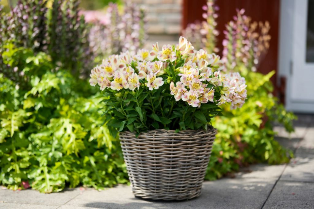 HilverdaFlorist-Alstroemeria-SummerParadise-ValleySeries-TimesValley 03 (1)