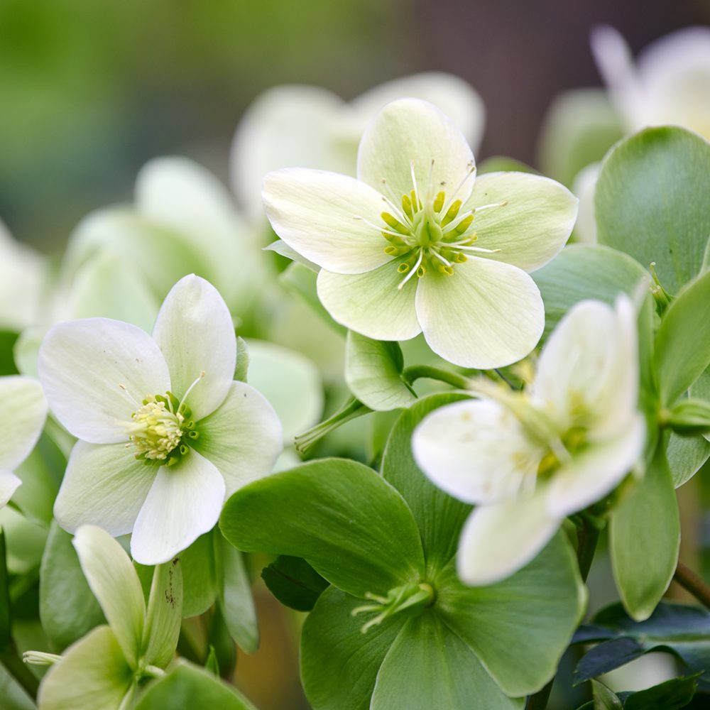 HilverdaFlorist-Helleborus-JWLS-Endless-4 (1)