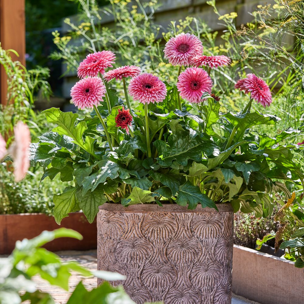 HilverdaFlorist -Patio Gerbera - Daintree