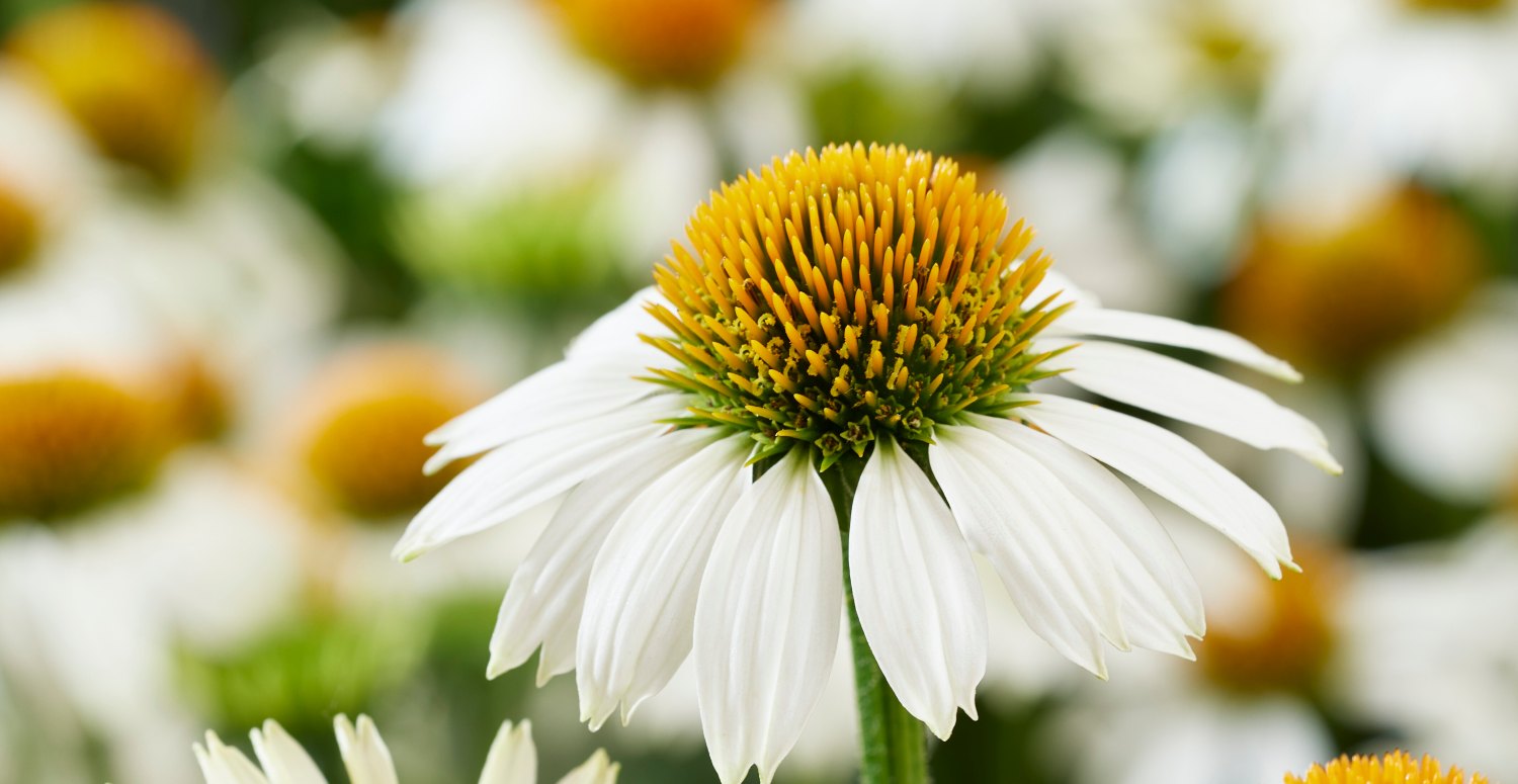 Echinacea MOOODZ® Glory