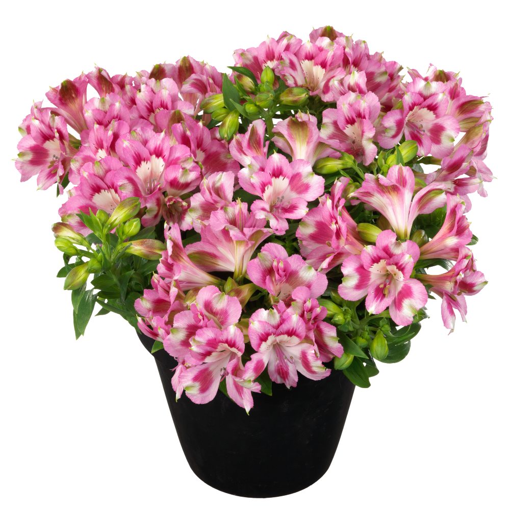 HilverdaFlorist-Alstroemeria-Inticancha-Hula