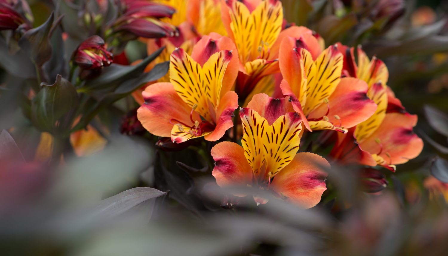 HilverdaFlorist-Alstroemeria-SummerParadise-SummerSeries-IndianSummer_06