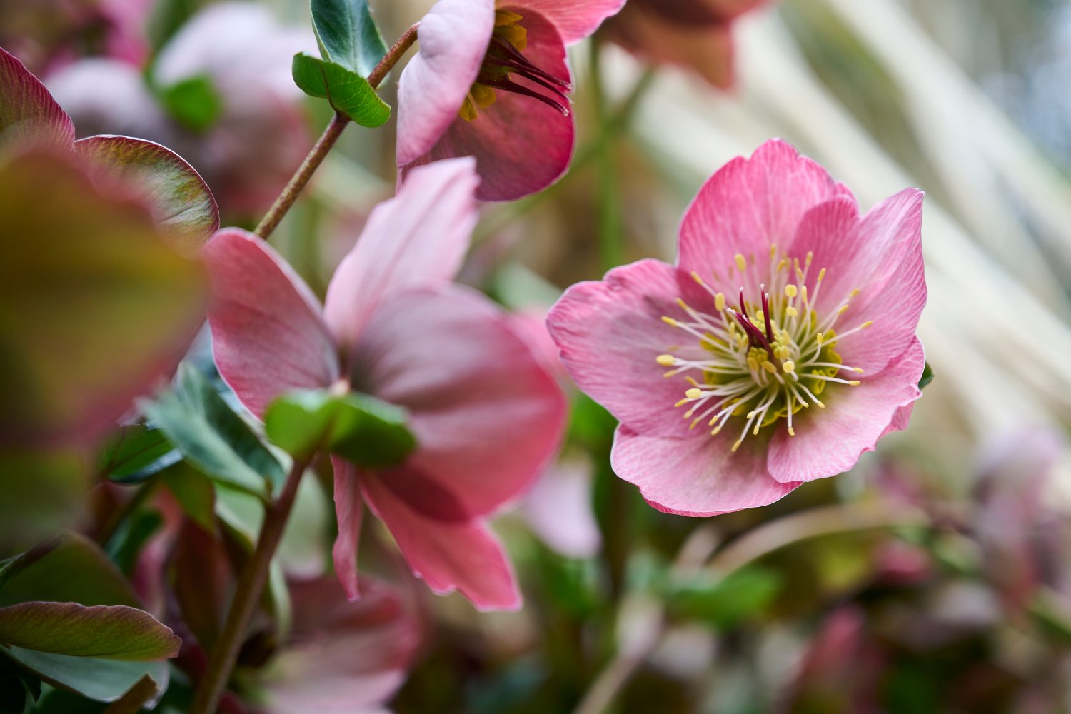 HilverdaFlorist-Helleborus Glamour-Strawberry Moon-8 (1)