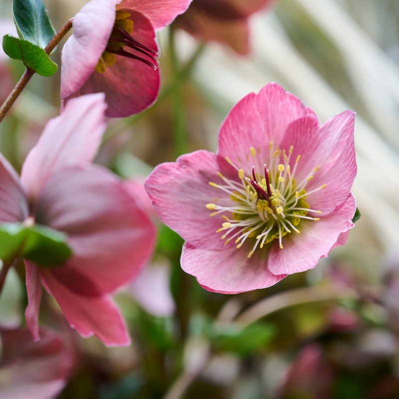 HilverdaFlorist-Helleborus Glamour-Strawberry Moon-8