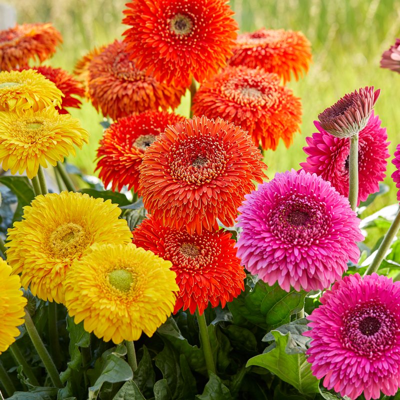 HilverdaFlorist - Patio Gerbera Glorious - mix 04