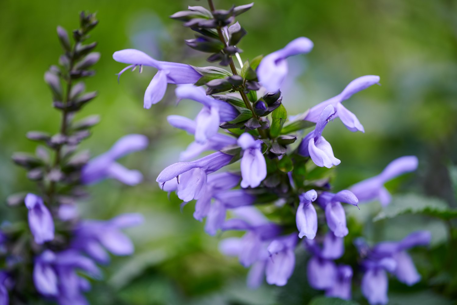 HilverdaFlorist-Salvia-Salgoon-como-3