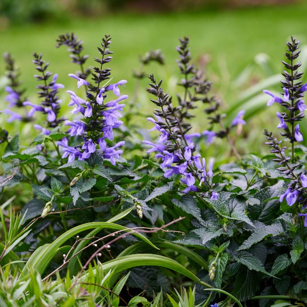 HilverdaFlorist-Salvia-Salgoon-como-7