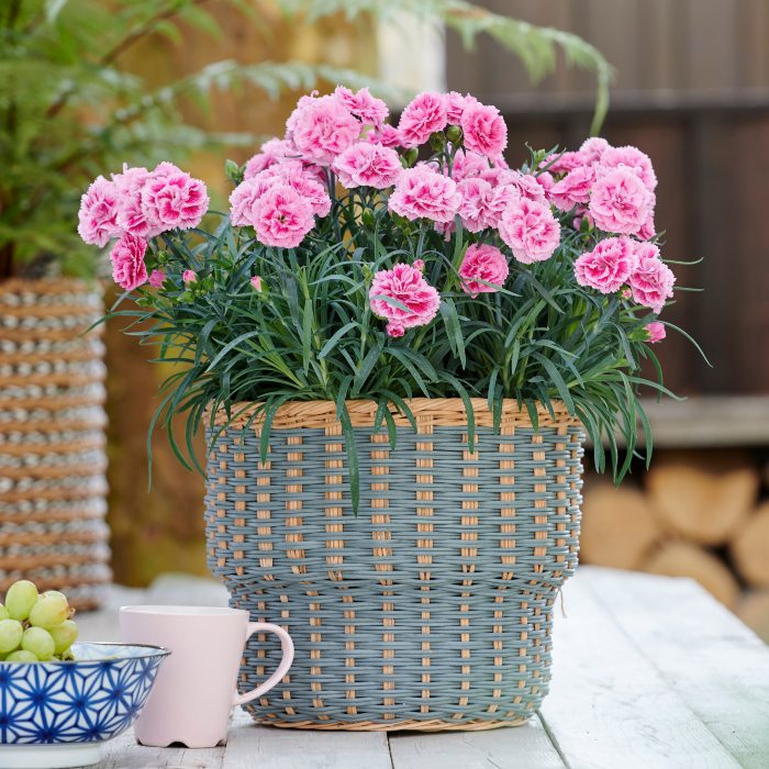 HilverdaFlorist_Dianthus_Odessa_Twiggy02