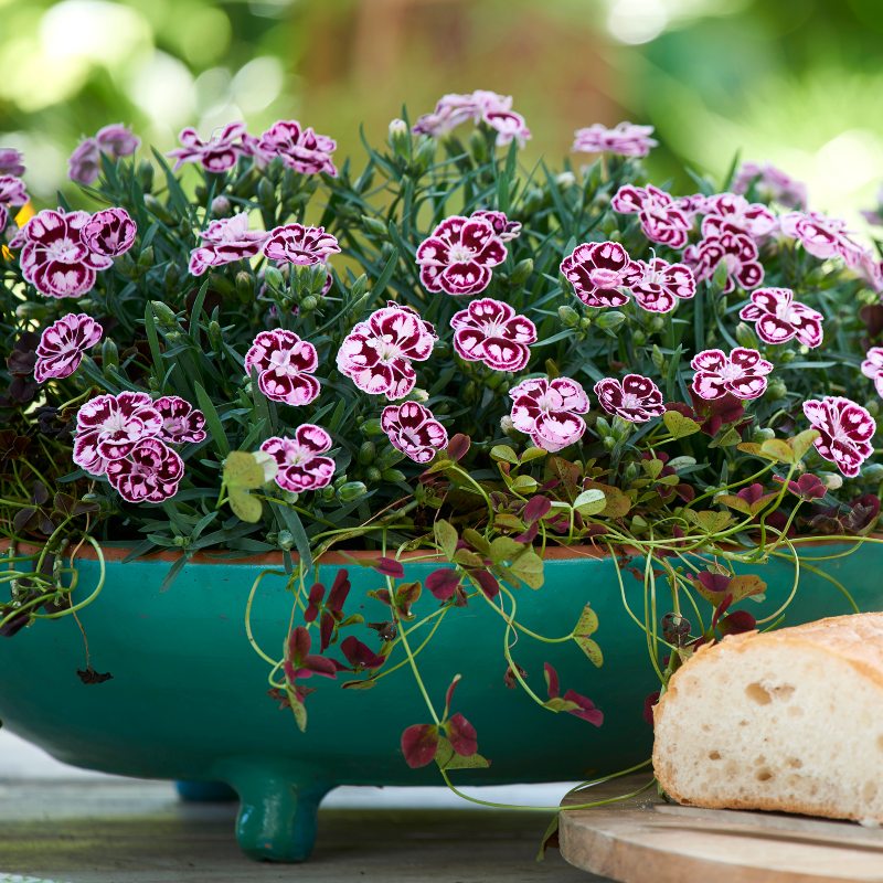 HilverdaFlorist_Dianthus_Sunflor_Charmy_01