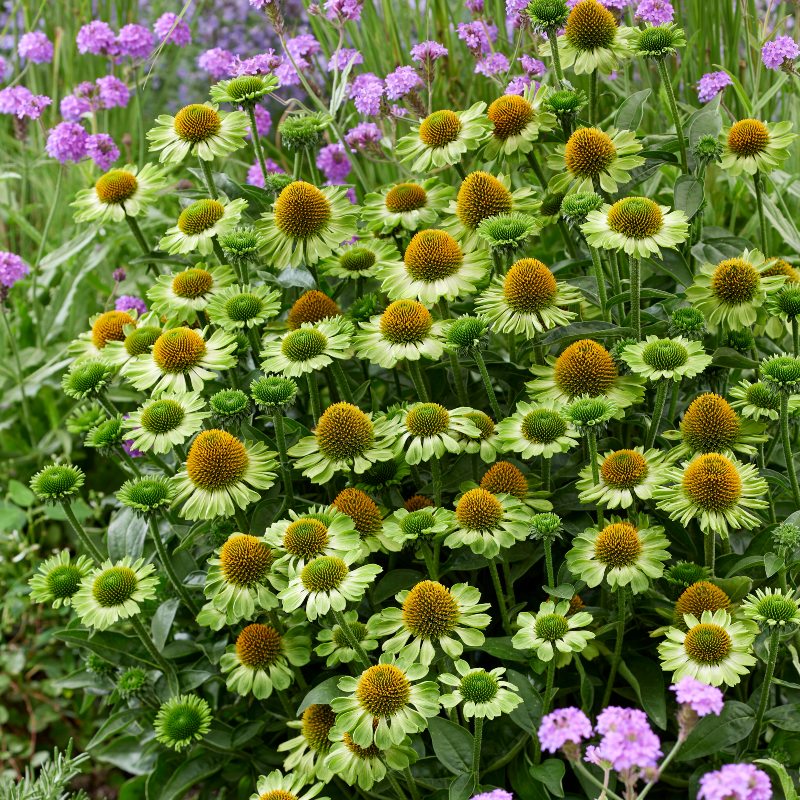 Echinacea MOOODZ® Jealosy