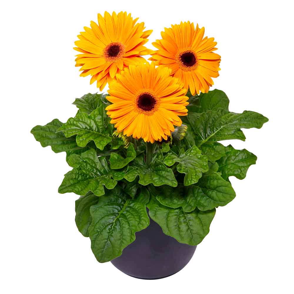 Maxi Golden Yellow BC