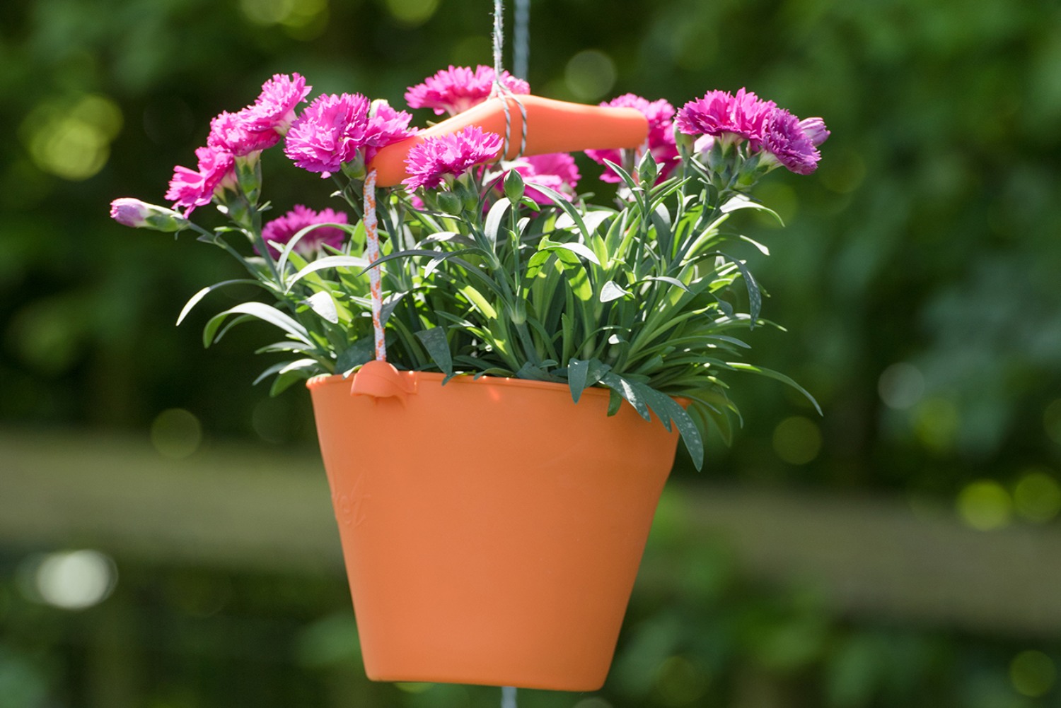 HilverdaFlorist_Dianthus_Sunflor_34