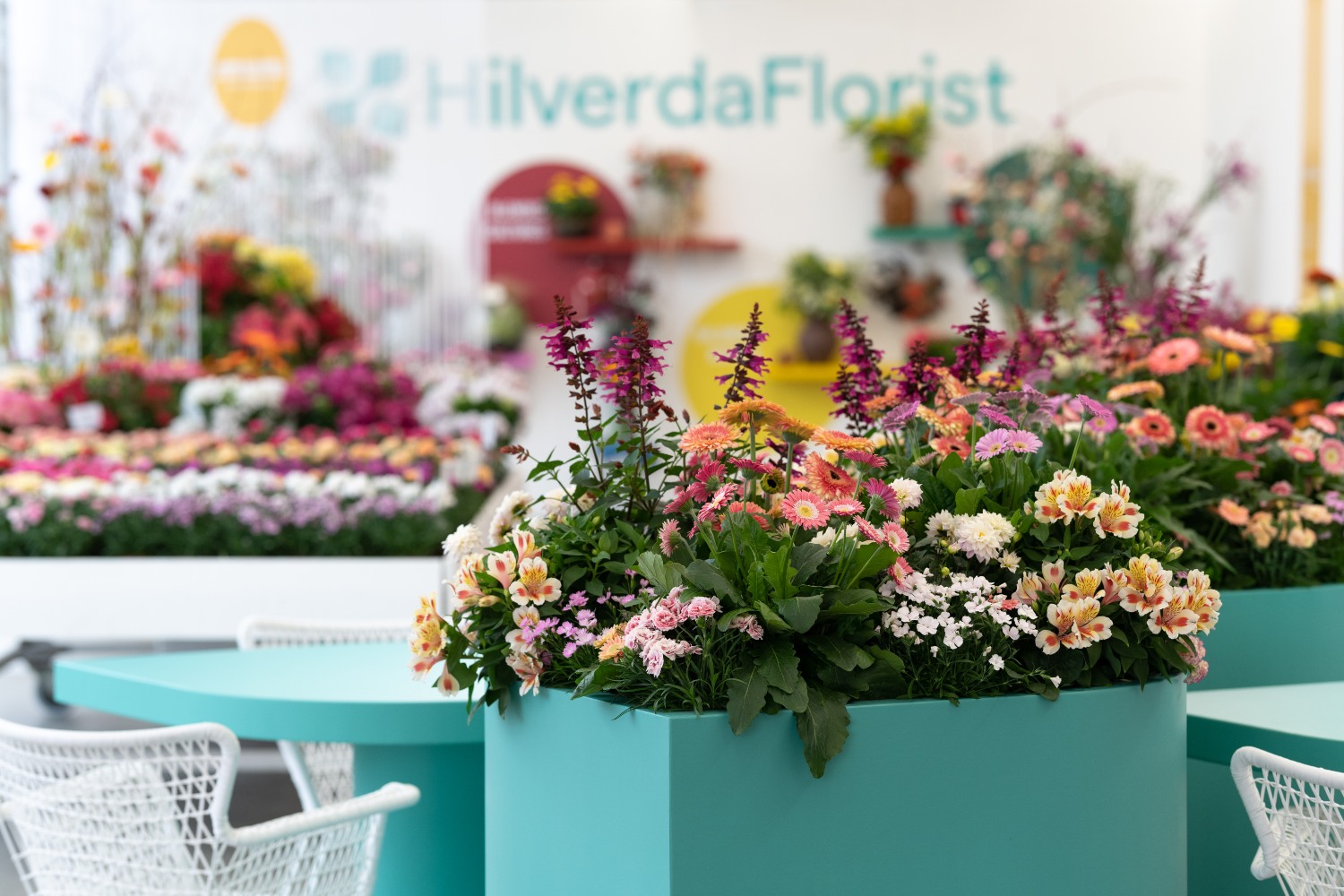 Mixed containers with Garvinea Salvia Alstroemeria