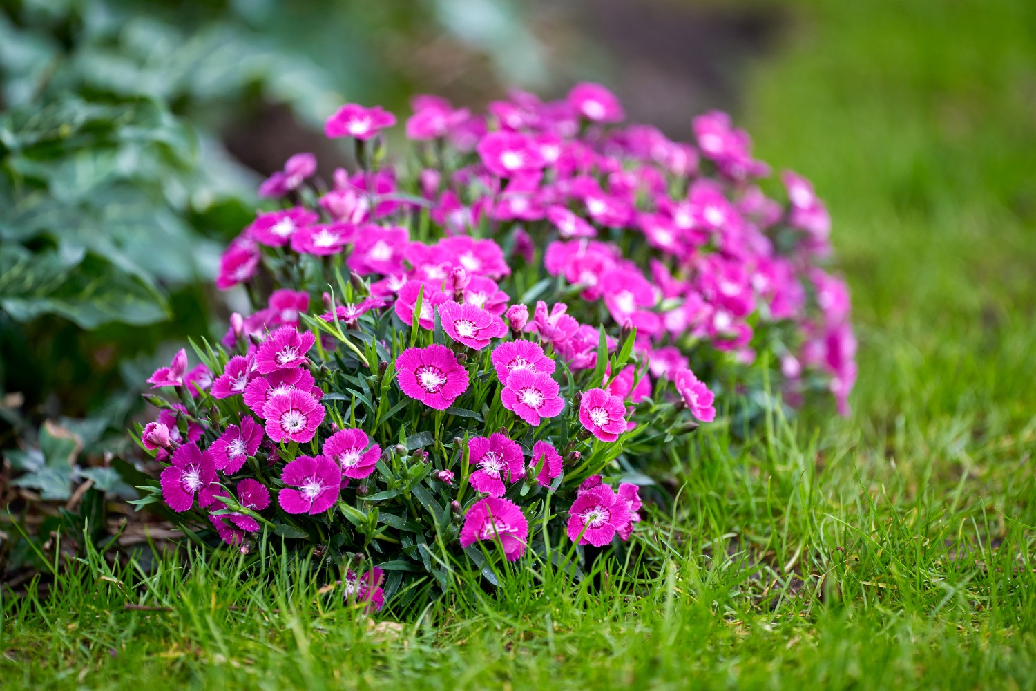 Pink scented Dianthus