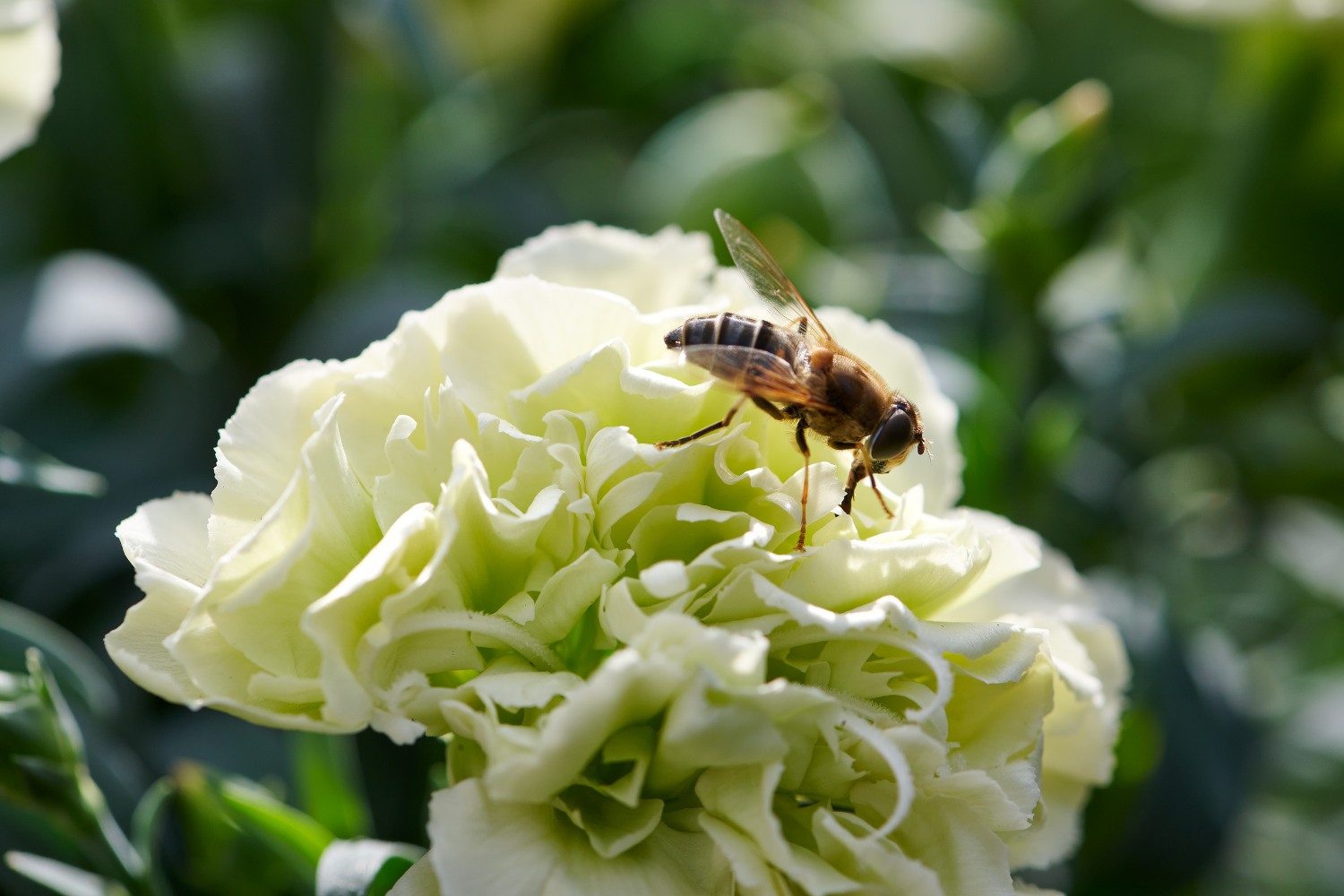 Dianthus bees