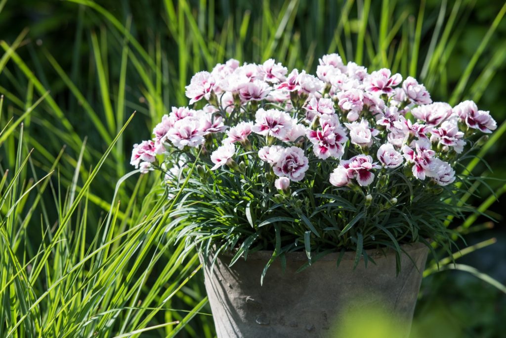 Scented Dianthus