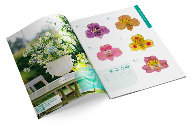 Cut flower Catalogue 2024