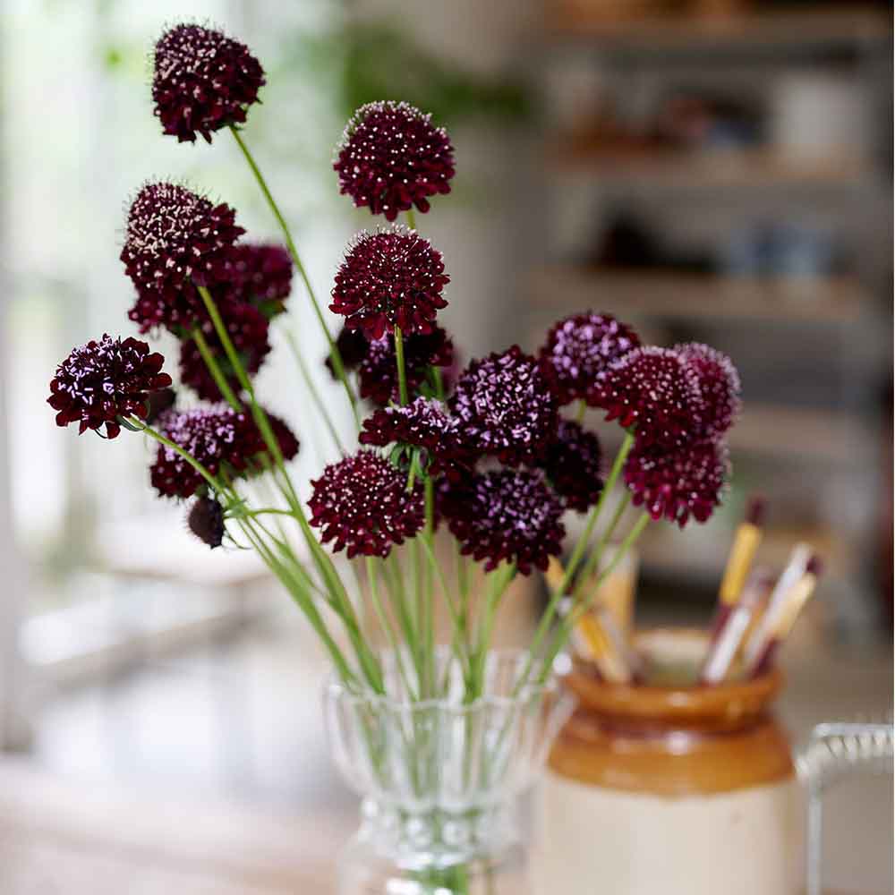 Scabiosa cut flowers