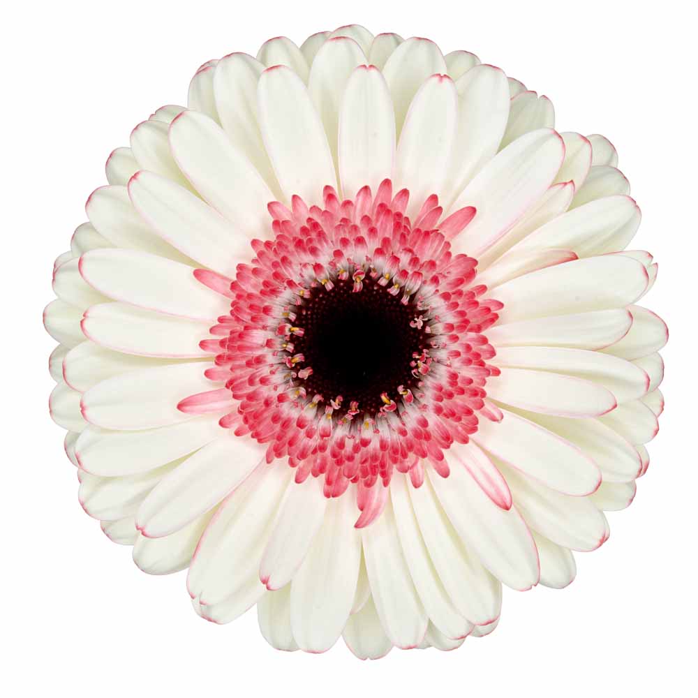 Gerbera Mini double fun