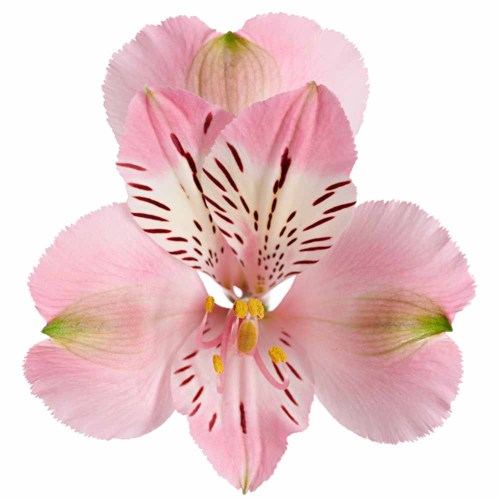 Alstroemeria - HilverdaFlorist HilverdaFlorist