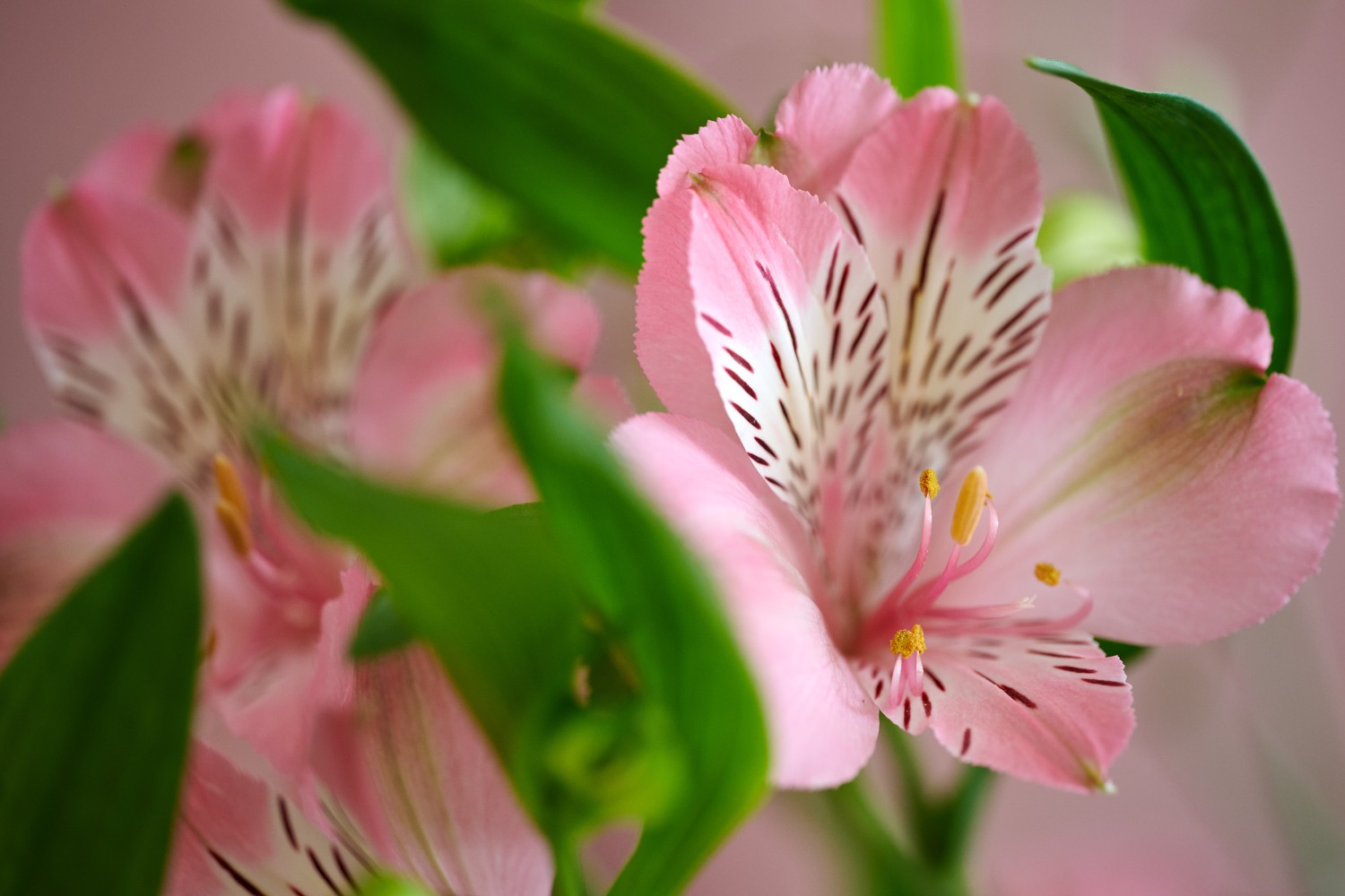 Alstroemeria Standard Felice