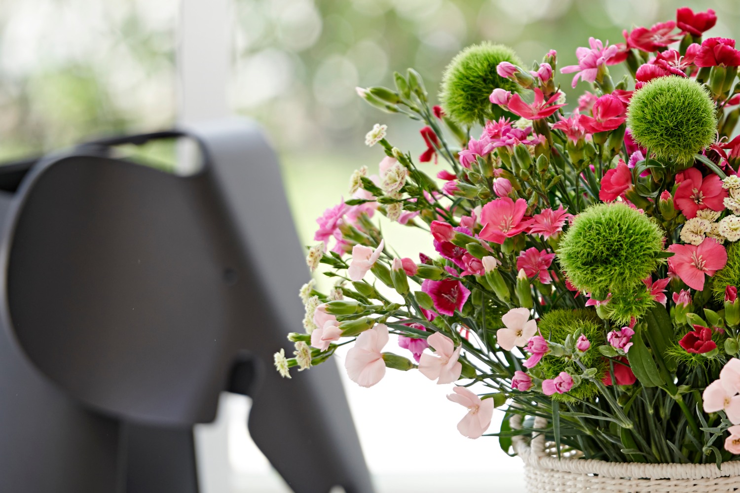 Dianthus Sparkz varieties