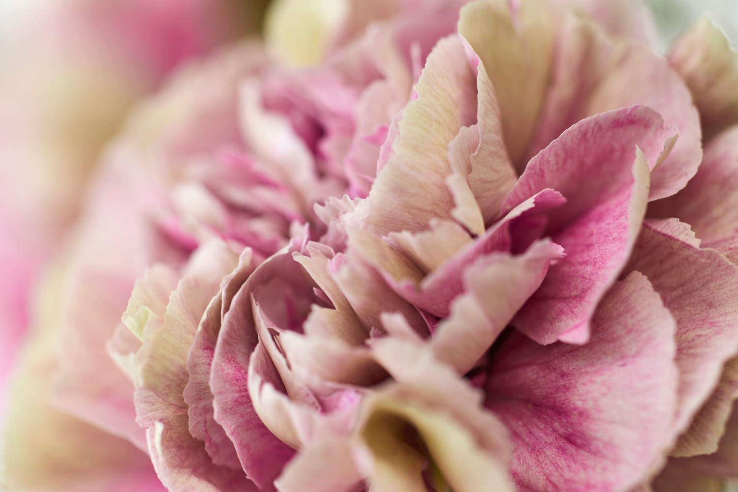 HilverdaFlorist Carnation assortment