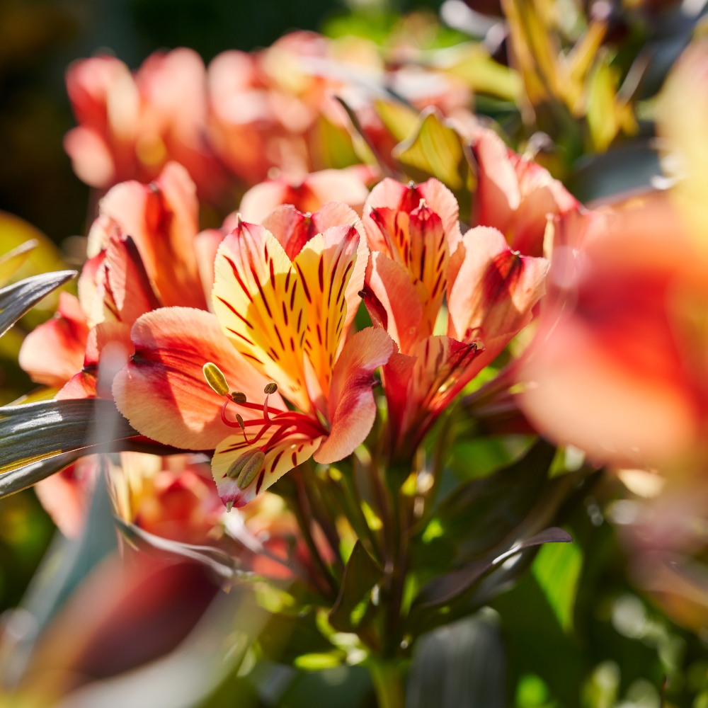 Alstroemeria Indian Summer