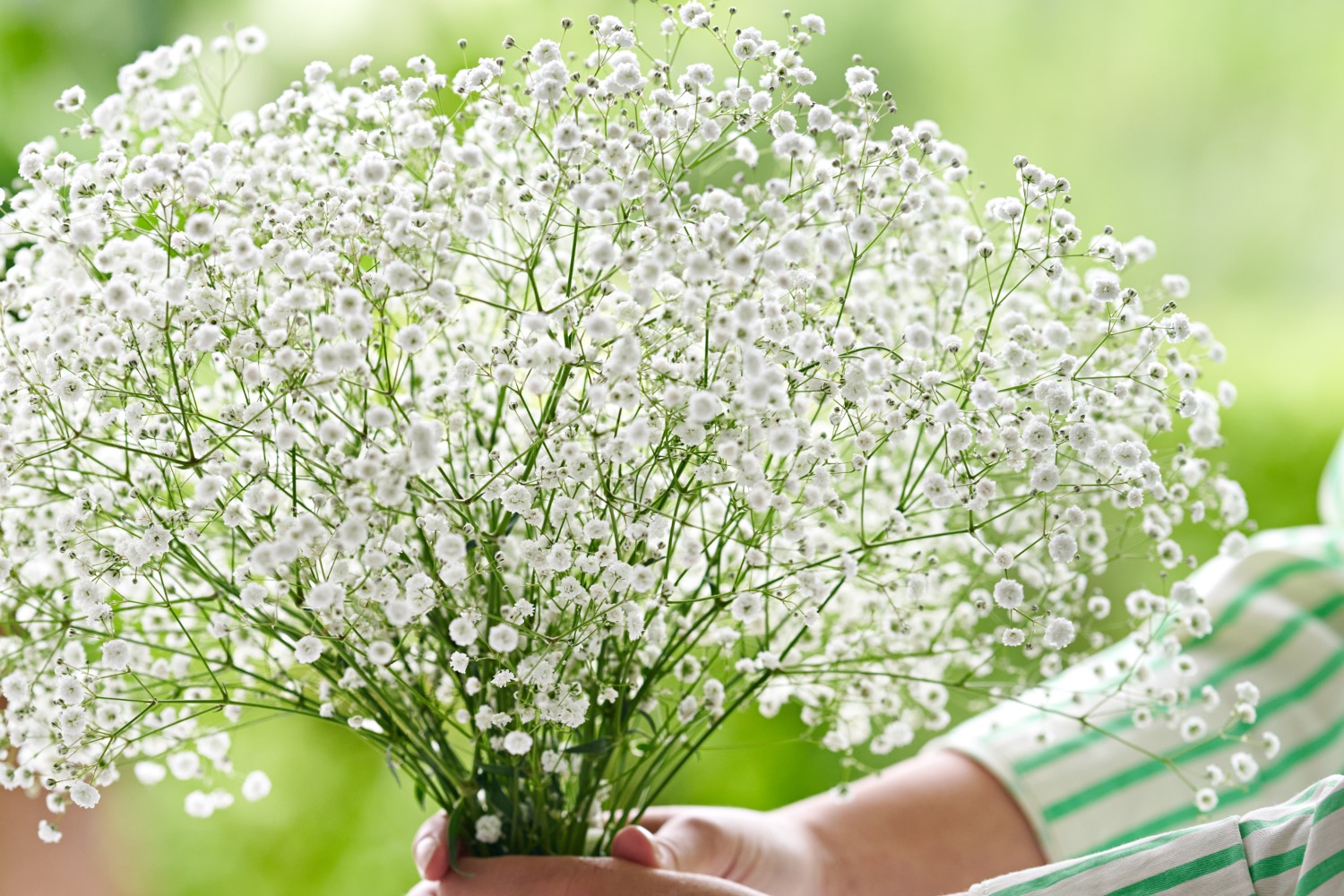 Baby's breath flowers! Blossoms that bloom with pride! 