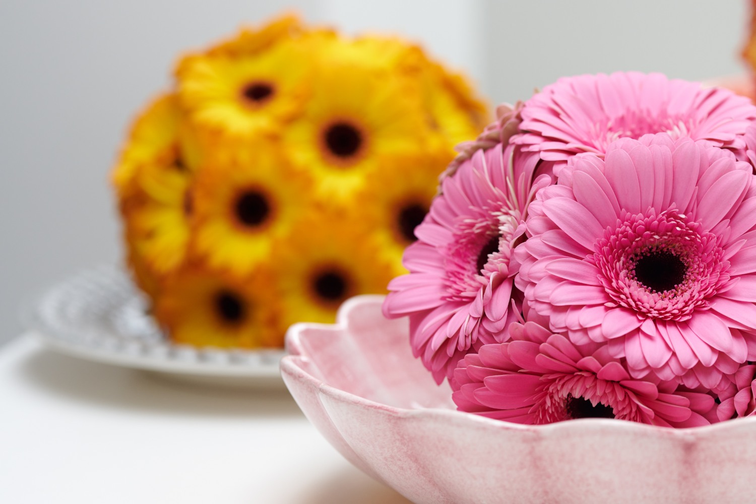 HilverdaFlorist Gerbera introductions