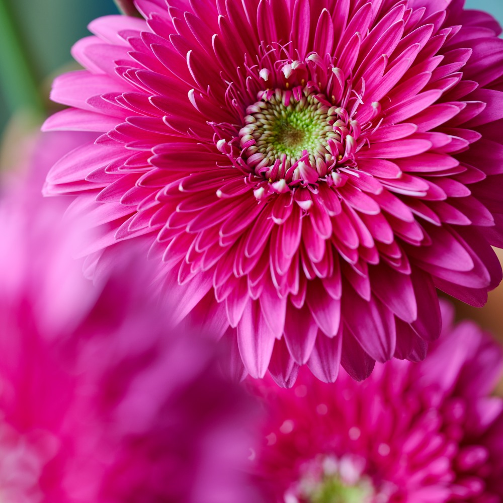 Gerbera pomponi magic ball