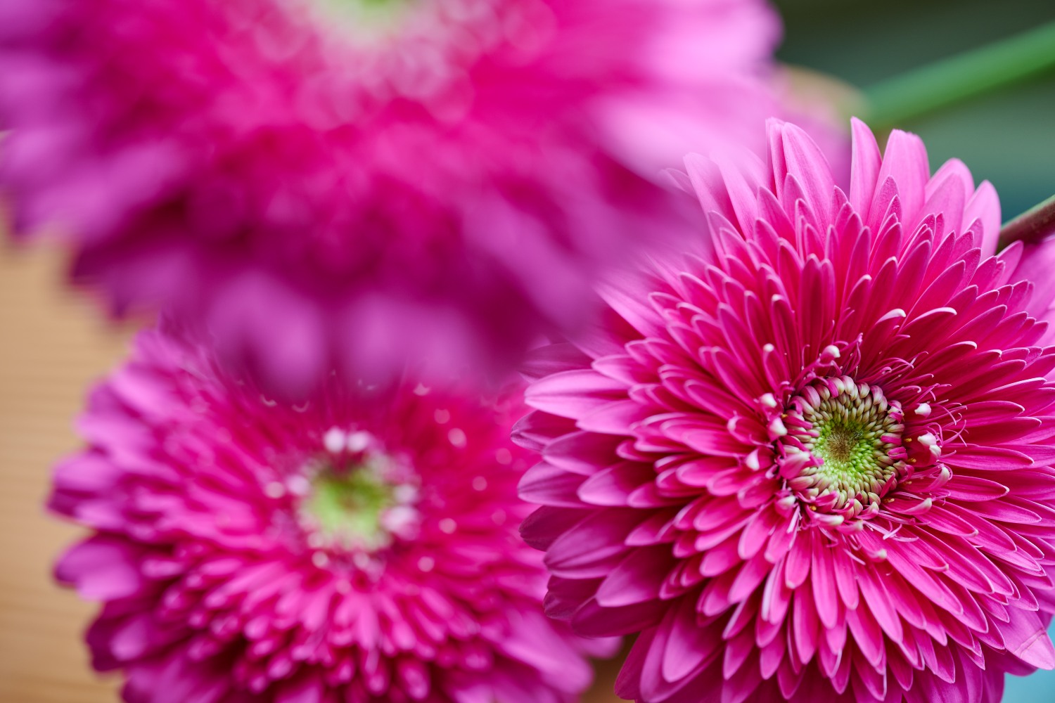 Gerbera pomponi magic ball