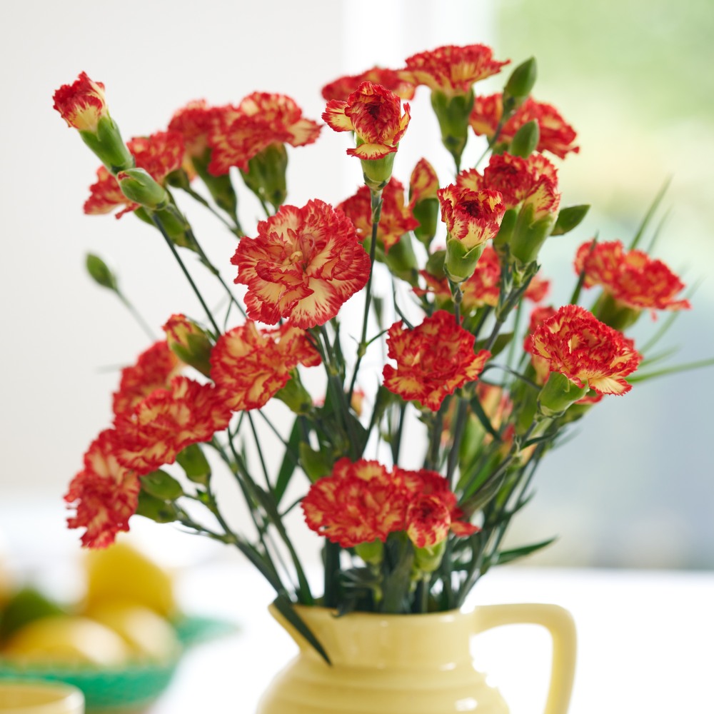 HilverdaFlorist Spray Carnation Lumina