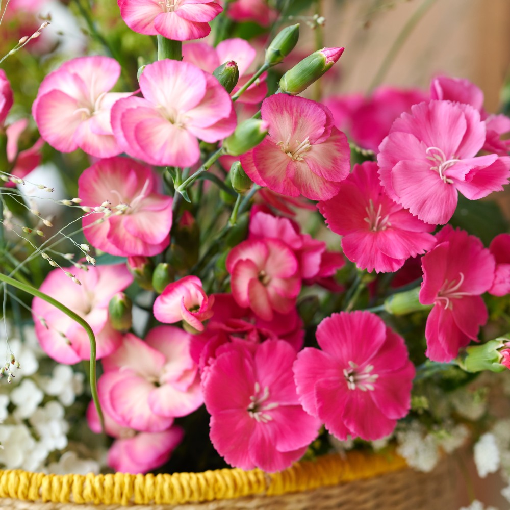 Dianthus Sparkz® Solomio