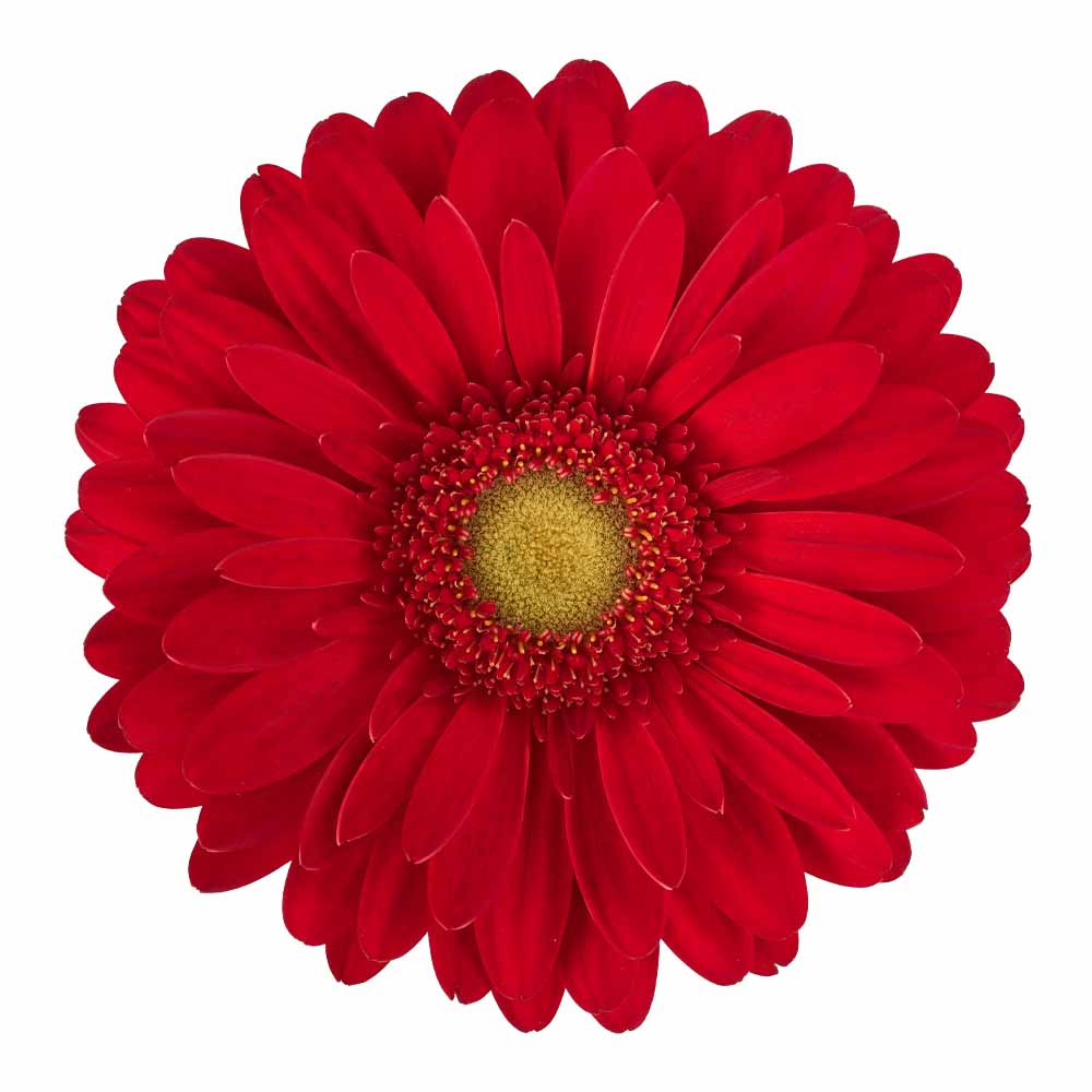 gerbera standard madelaine