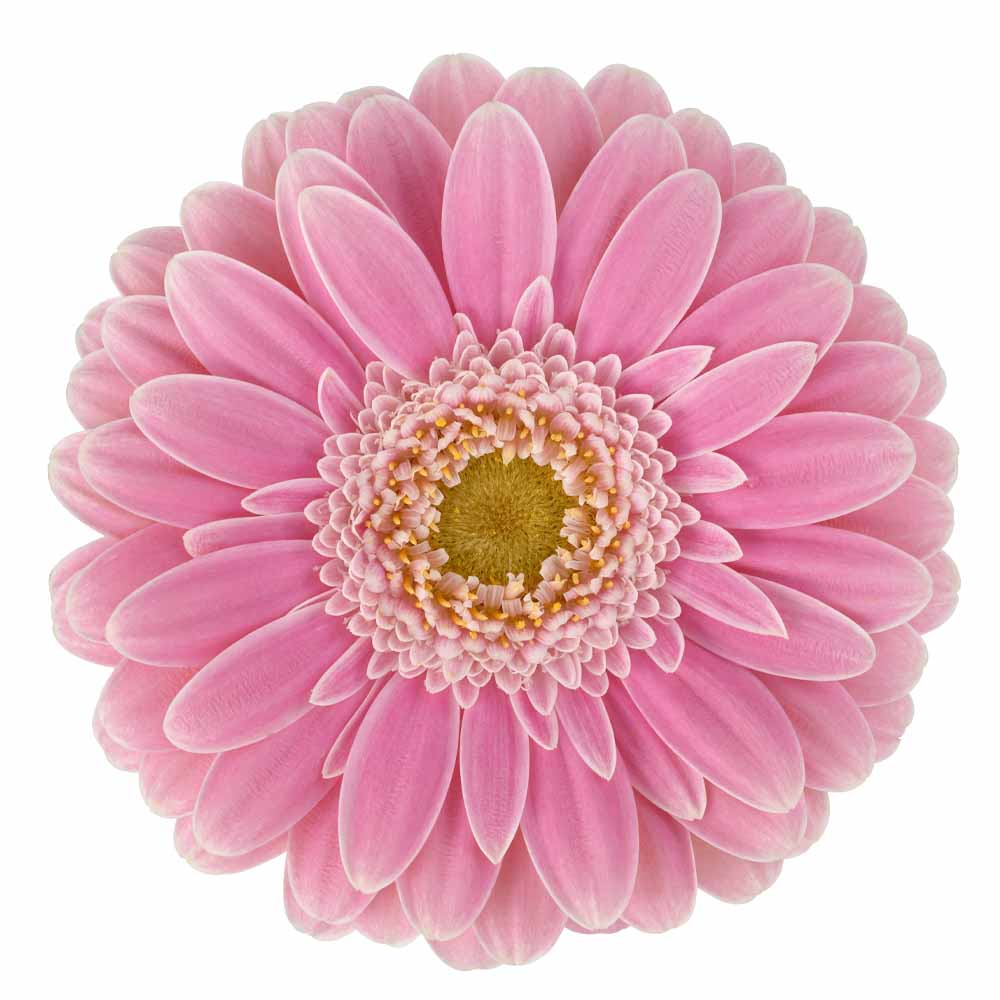 mini gerbera rosamunde