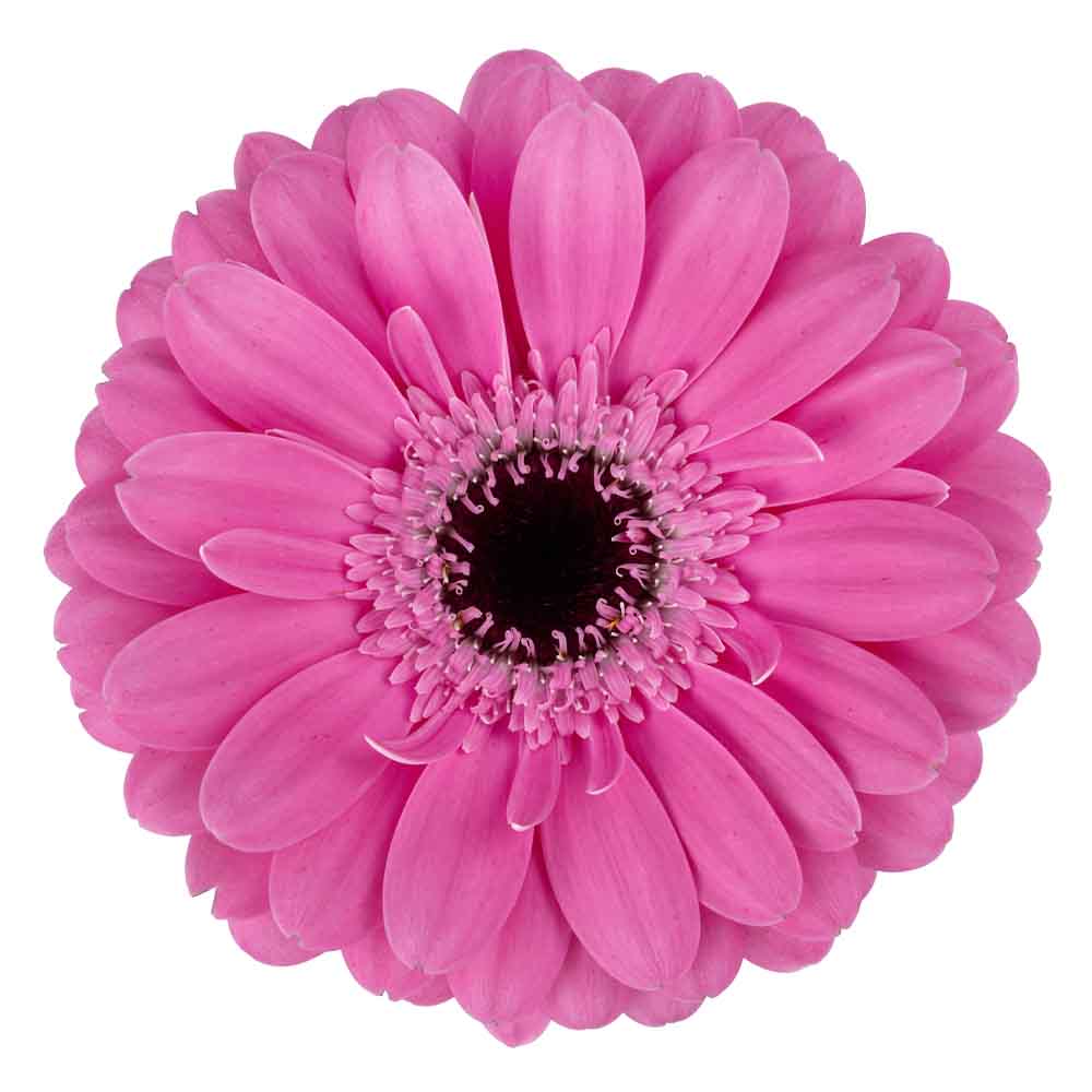 mini gerbera spyro
