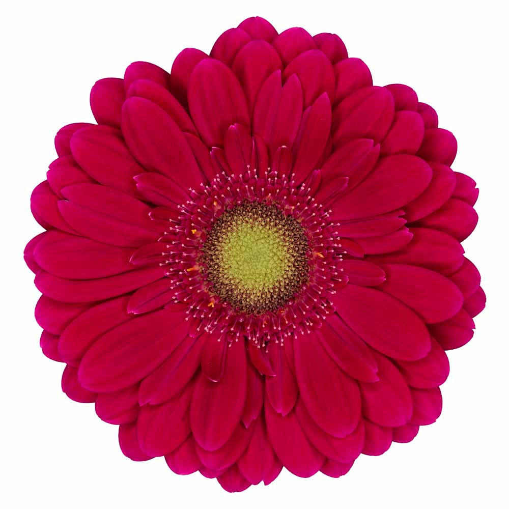 mini gerbera vivian