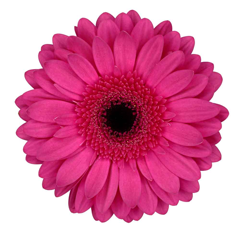 arcade gerbera