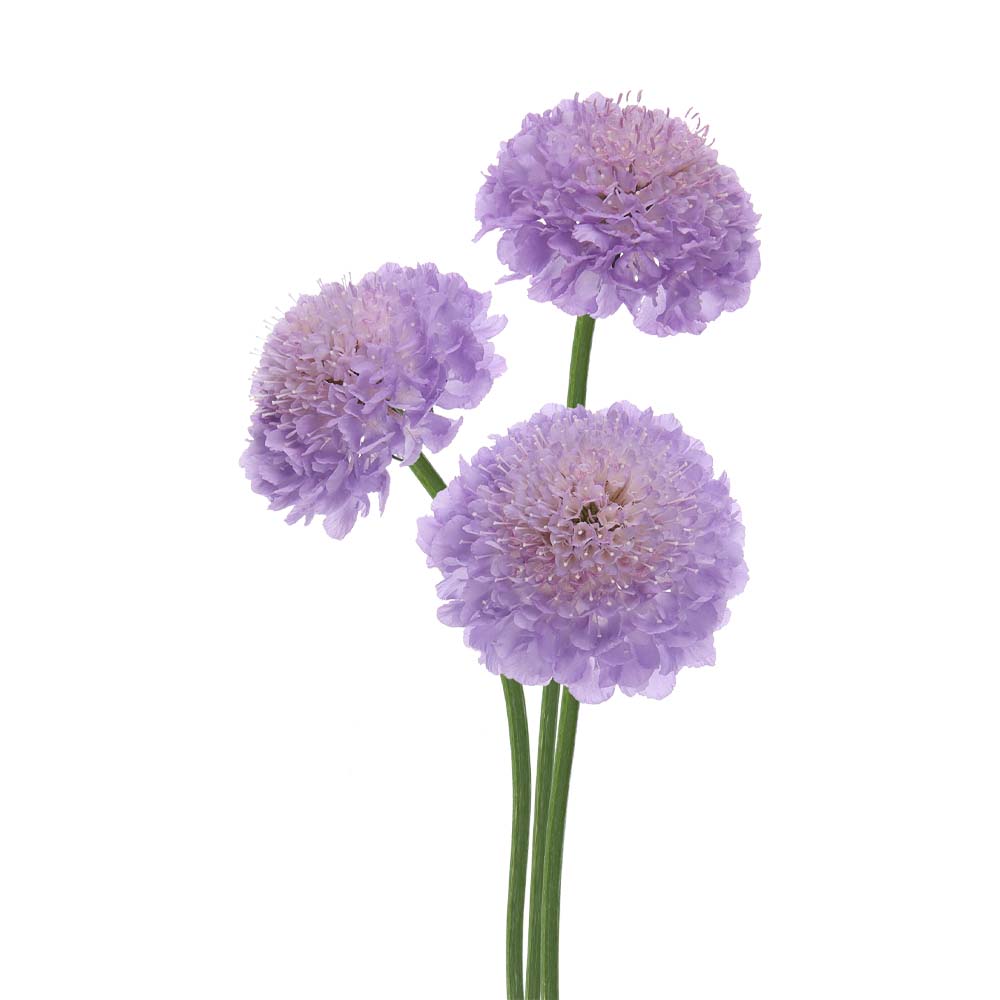 Scabiosa Virtuoso Bernini