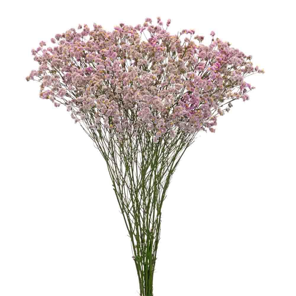 Limonium Divine Diamond