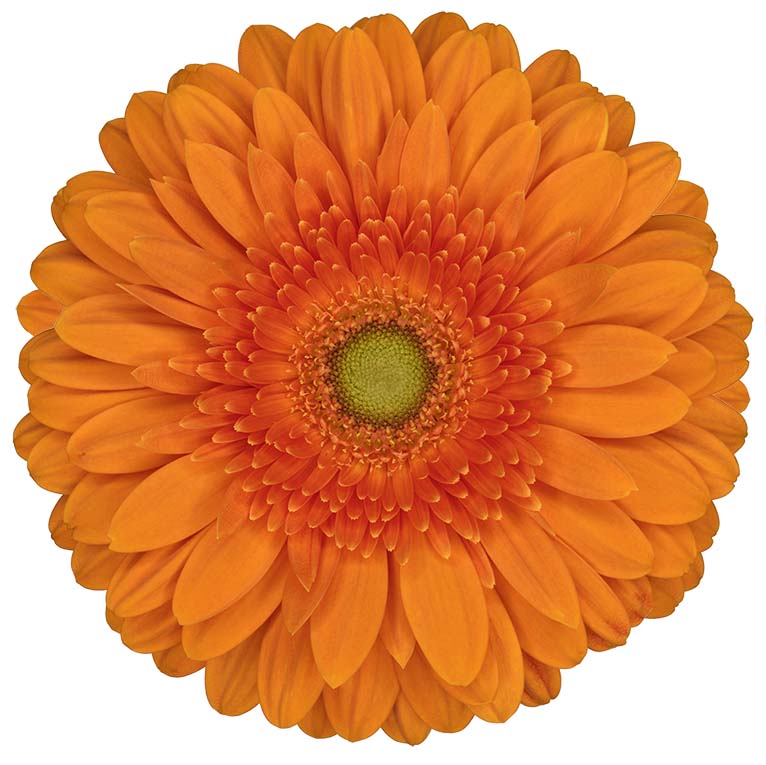 standard gerbera eureka